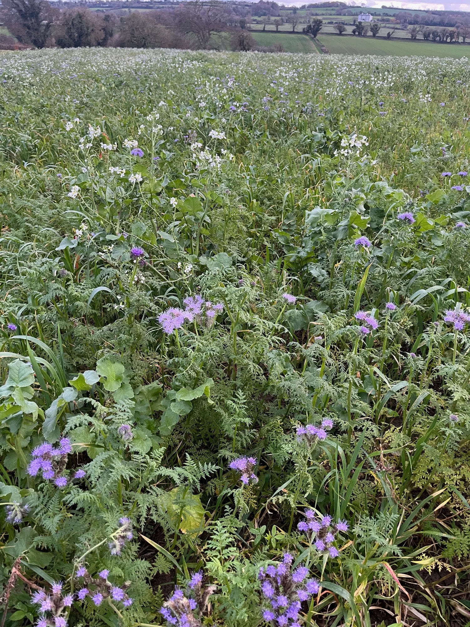 Diverse cover crops flowering in a field on the Irish farm