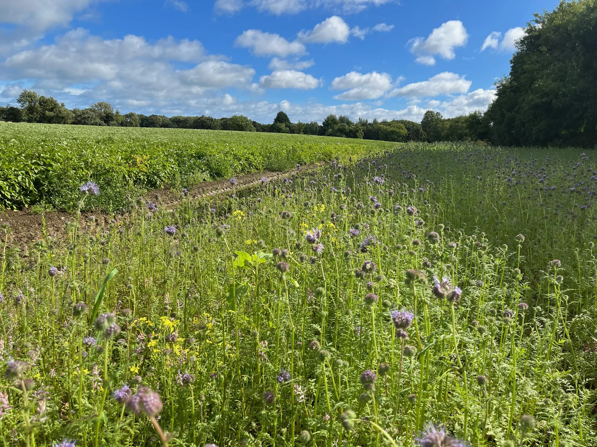 Wildflowers and a grassy field edge beside a crop on Peadar’s farm