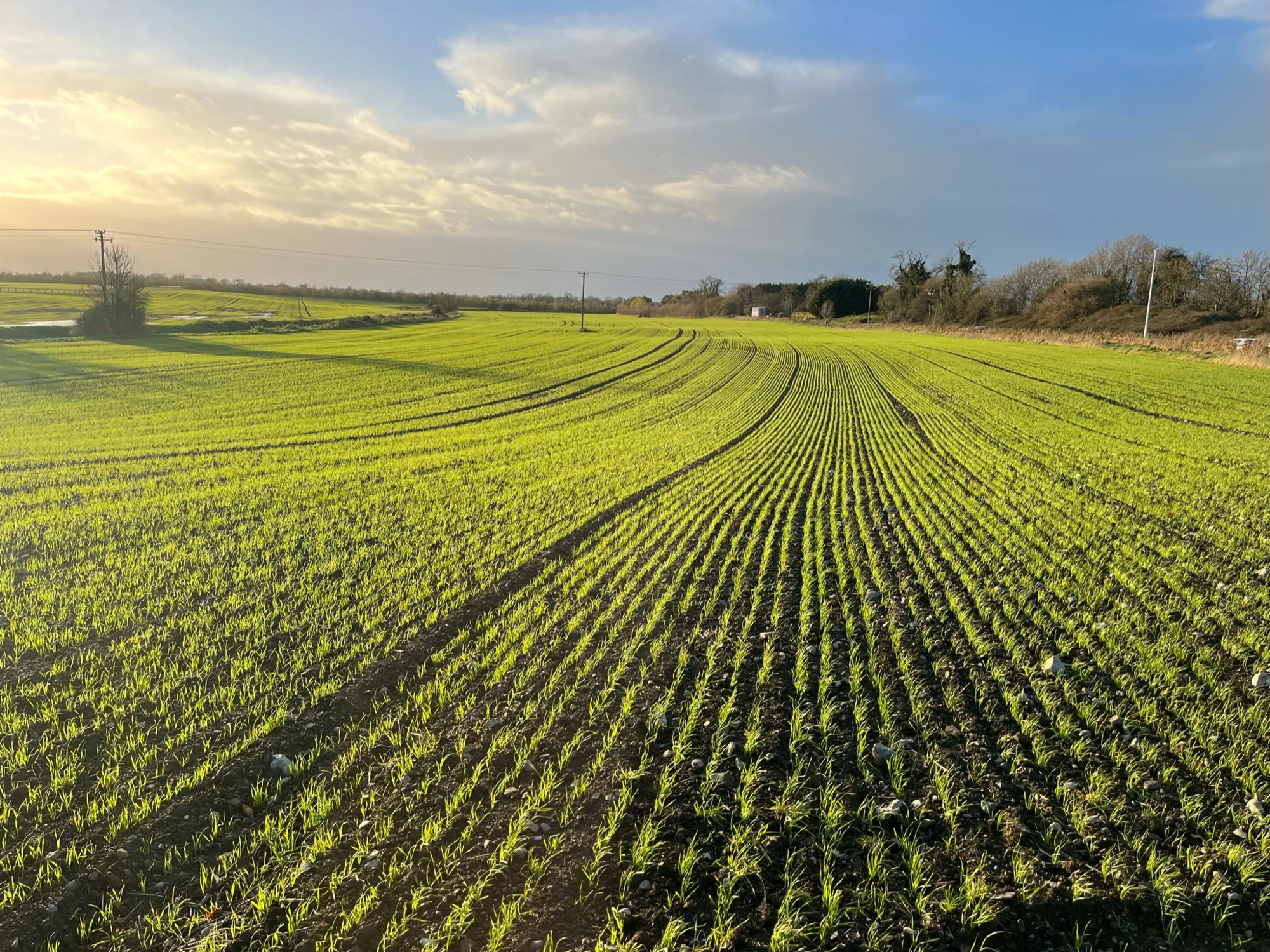 Rows of young crops stretching across Peadar’s farm in low sunlight