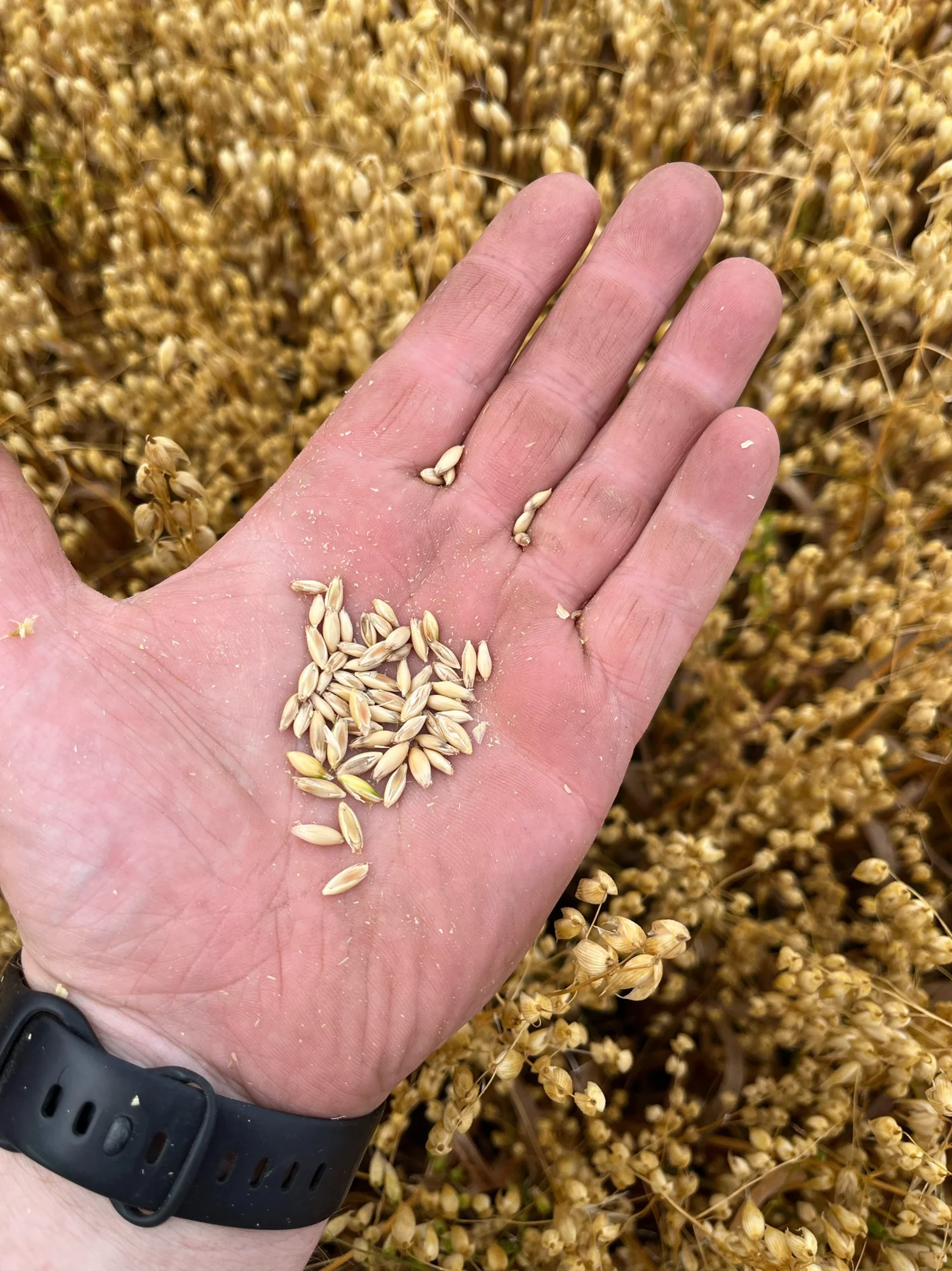 A handful of freshly harvested oats in a golden field on Peadar’s farm
