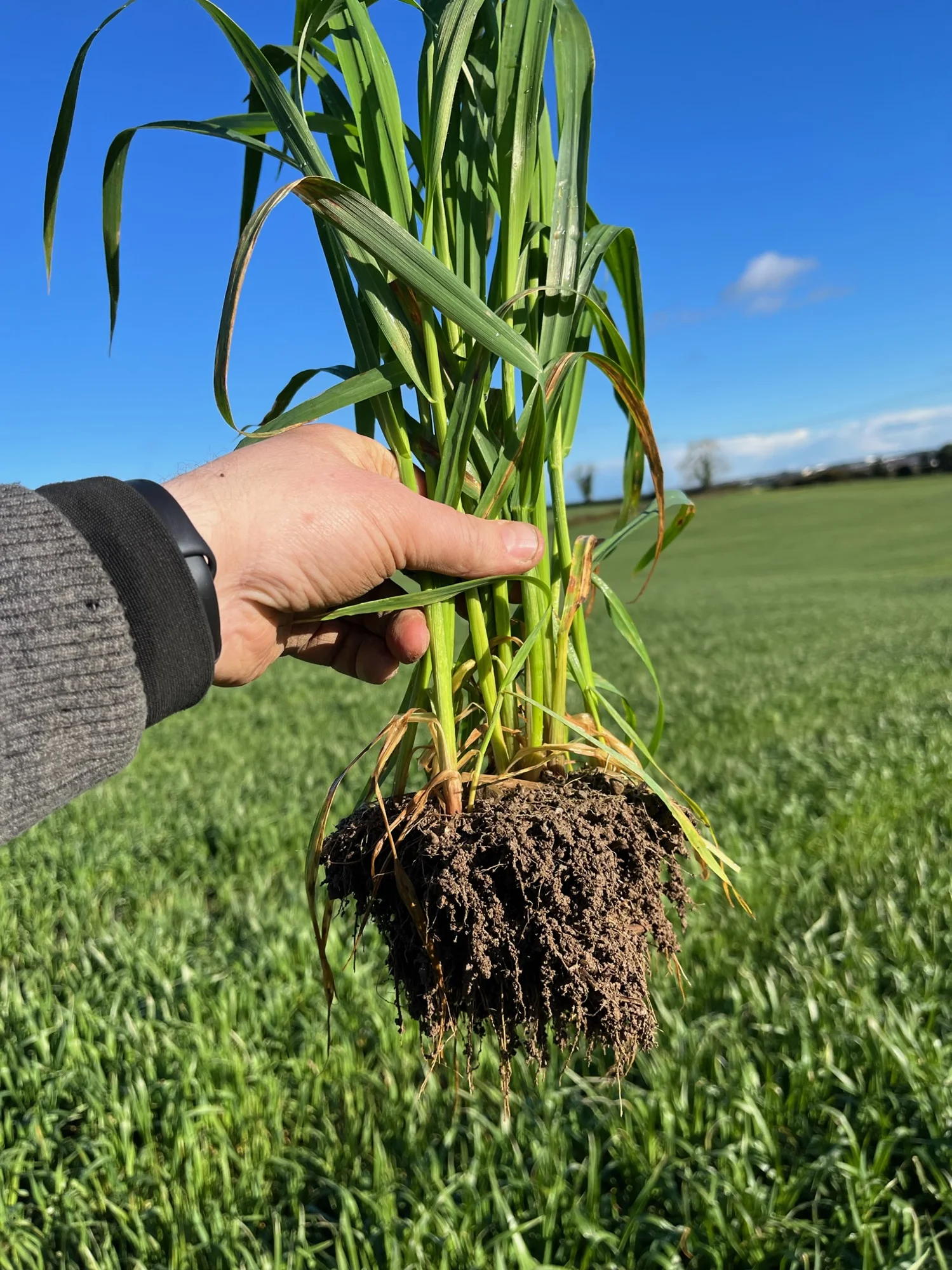 A hand holding a plant with its roots and soil intact on Peadar’s farm